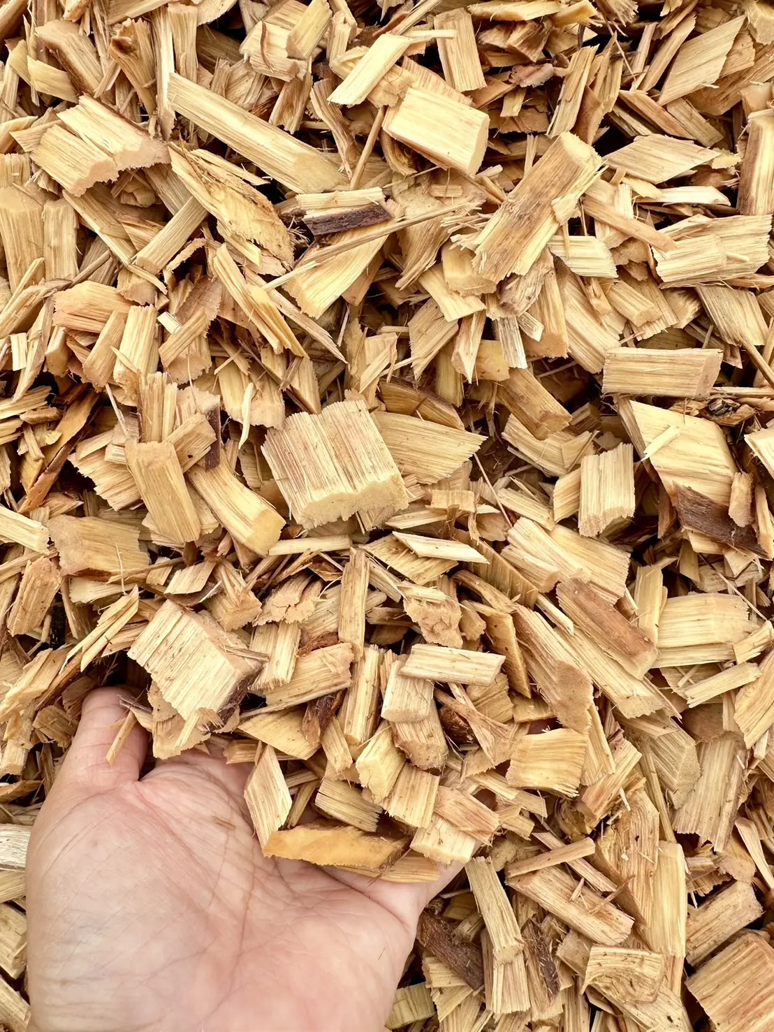 image (3) shredded wood sourcing by SCG International