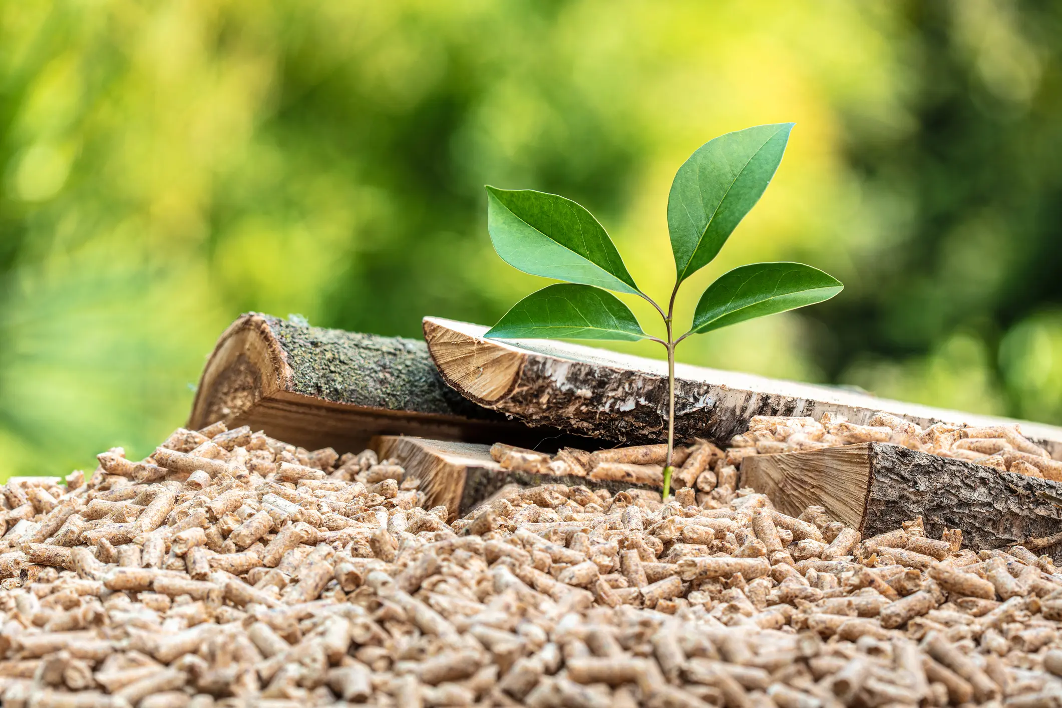 iStock-1284006093 ฺbiomass solutions by scg international